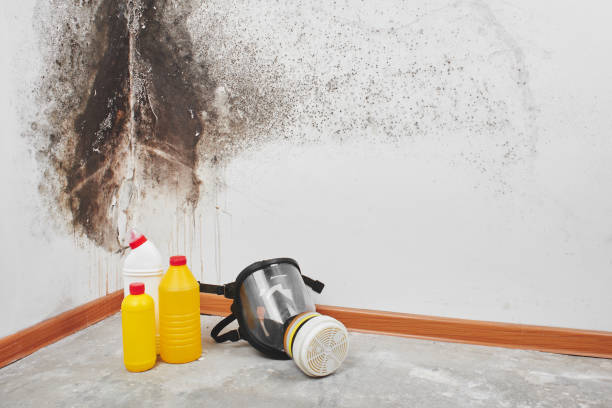 Best Preventive Mold Services in Hudson, IA