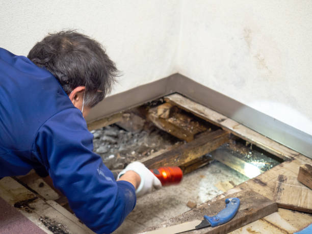 Best Emergency Mold Remediation in Hudson, IA