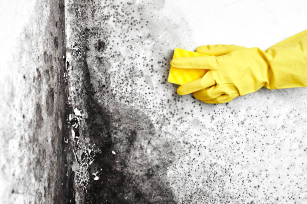 Best Health and Safety Mold Remediation in Hudson, IA
