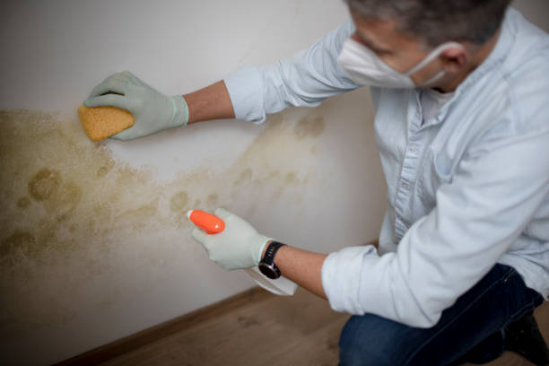 Best White Mold Remediation in Hudson, IA