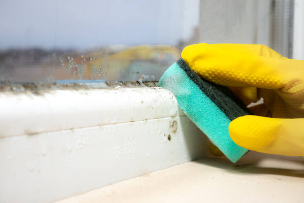 Best Localized Mold Remediation (e.g., coastal areas, humid climates) in Hudson, IA