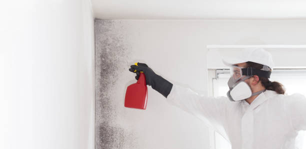 Best Industrial Mold Remediation in Hudson, IA
