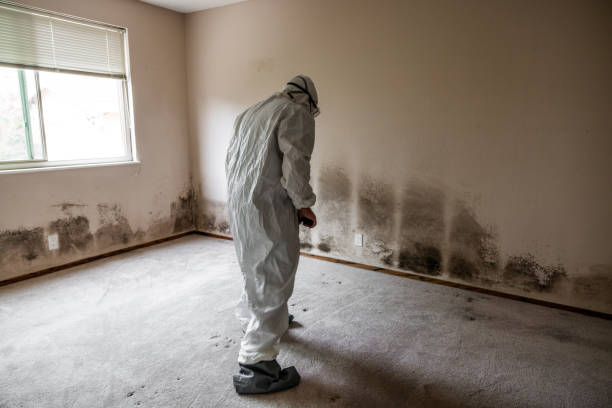 Best Residential Mold Remediation in Hudson, IA