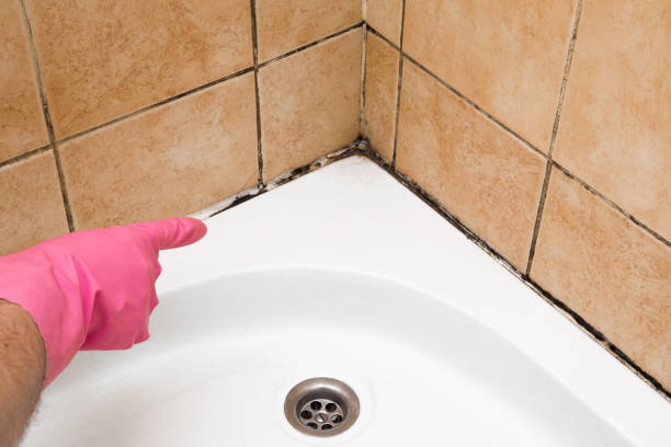 Best Commercial Mold Remediation in Hudson, IA